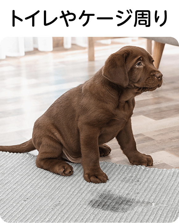 バイオチャレンジ商品紹介