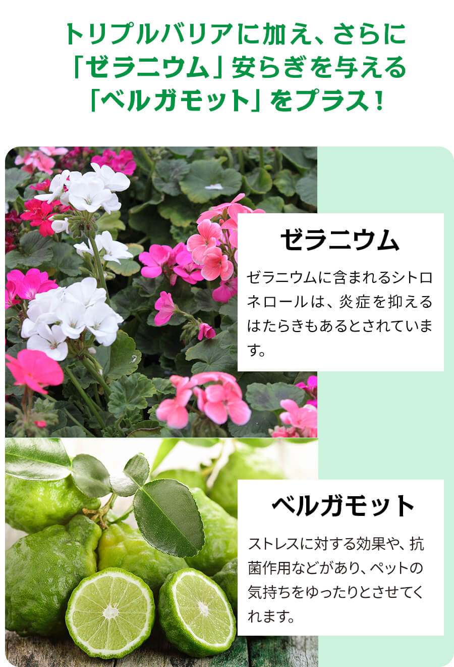 ペットシュシュ商品説明