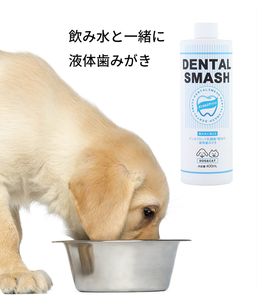 デンタルスマッシュ商品説明